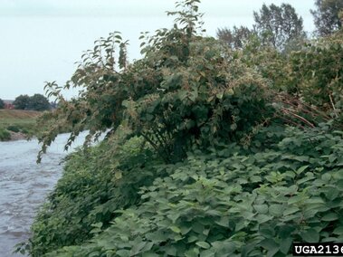 Dense green Japanese knotweed along a riverbank with trees and buildings in the background.