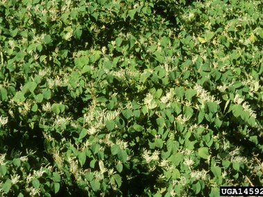 Green foliage with clusters of small white flowers scattered throughout.