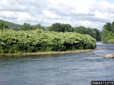 River bordered by dense Japanese knotweed under a partly cloudy sky.
