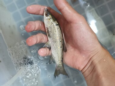 An individual hand holding a juvenile black carp fish