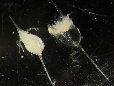 A closeup of two waterfleas as viewed through a microscope lens with a black background