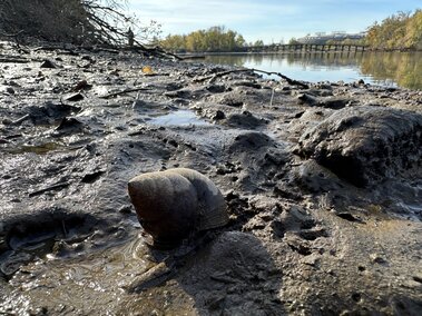 A black mystery snail along the shore of a river
