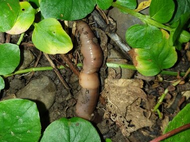 Jumping worm on moist soil surrounded by green leaves and small rocks.