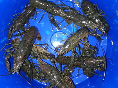 Several marbled crayfishes in the bottom of a bucket