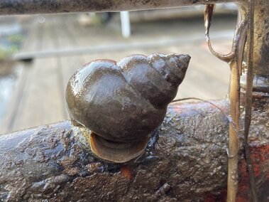 A live black mystery snail on a log