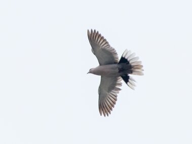 Eurasian collared dove soaring with outstretched wings against a pale sky.