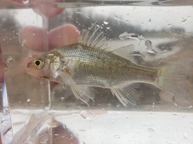 A white perch fish