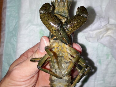 An individual holding a marbled crayfish with its underside visible