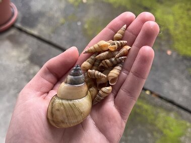 An adult black mystery snail next to a cluster of juvenile black mystery shells in an individual's hand for scale