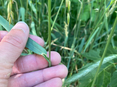 Hand holding a green grass blade among tall grasses outdoors.