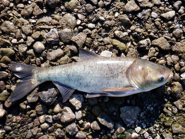 A bighead carp fish
