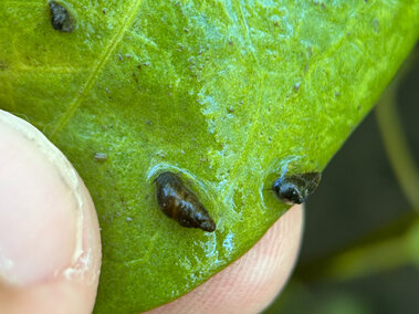 A closeup of several New Zealand mudsnails on a leaf held in an individual's fingertips