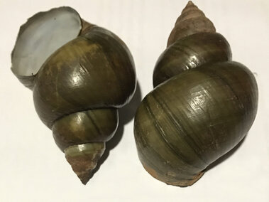 The opening of a black mystery snail shell and the top of a second shell next to each other
