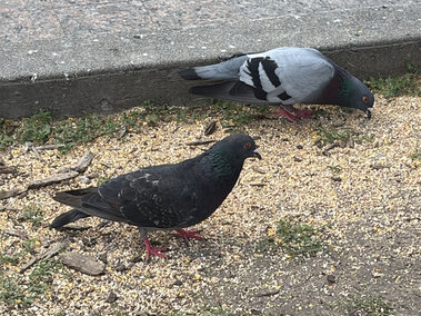 Two pigeons pecking at scattered seeds near a sidewalk and grass.