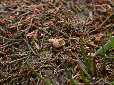 The empty, dried shell of a New Zealand mudsnail