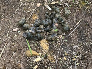 A cluster of black mystery snail shells on the ground