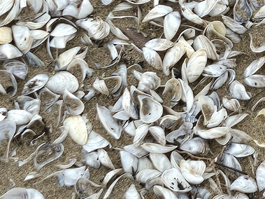 A closeup of quagga mussel shells on top of sand
