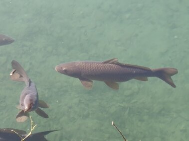 Several common carp fish swimming in a body of water