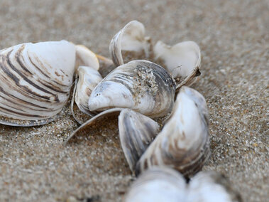 A closeup of dried, empty quagga mussels on sand