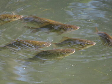 A school of golden carp swimming near the surface of a waterbody