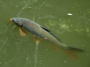A common carp fish at the surface of a waterbody