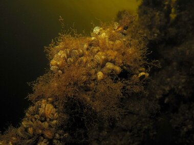 Quagga mussels clustered on a rock covered with algae submerged in dark water