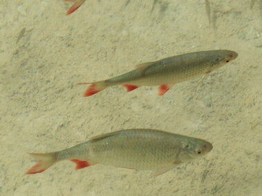 Several rudd fish swimming underwater near the bottom