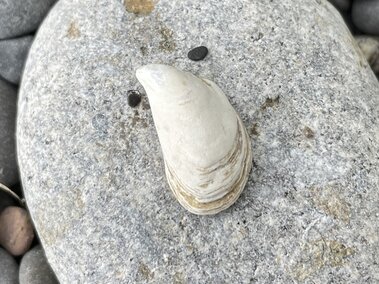 A top profile view of a quagga mussel on a rock