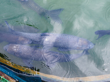 A school of black carp near the surface of a waterbody