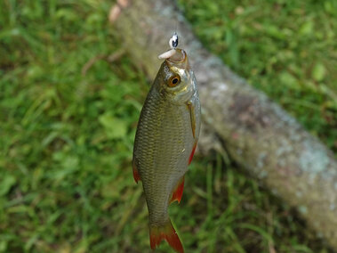 A rudd fish hanging from a fishing hook and line