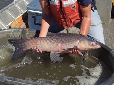 An individual holding a large black carp fish above a smaller bucket of water