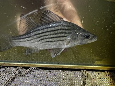 A yellow bass fish in a tank of water