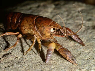 A side profile view of a marbled crayfish