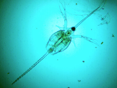A closeup of a top profile view of a waterflea through a microscope lens