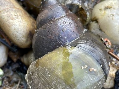 A closeup of a black mystery snail shell