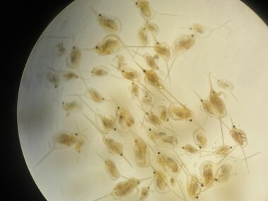 A closeup of many waterfleas as viewed under a microscope lens