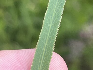 Finely toothed sickleweed leaf held between fingers, blurred greenery in the background.