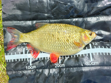A rudd fish next to a ruler for scale
