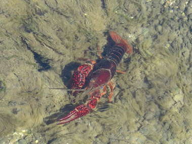 A top profile view of a red swamp crayfish submerged in shallow water