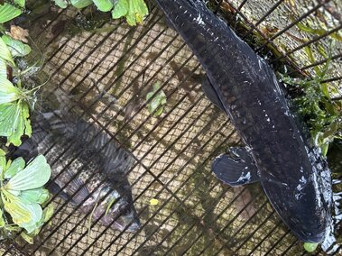 Two adult black carp fish as seen from above
