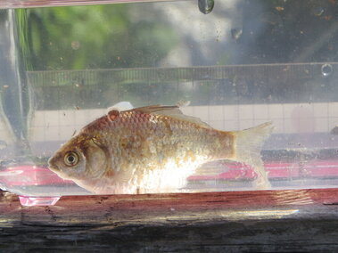 A Prussian carp fish