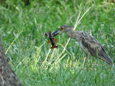 A red swamp crayfish in a bird's beak