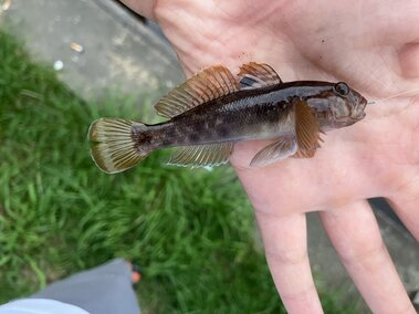 An individual holding a round goby fish