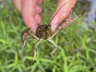 An individual holding a rusty crayfish between their fingers