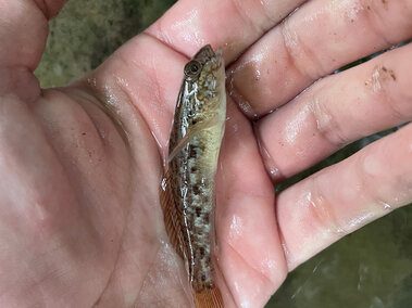 An individual holding a small round goby fish
