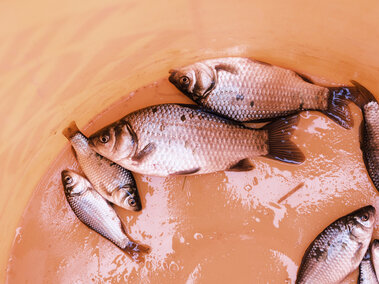 Several prussian carp in a container