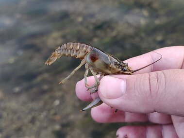 An individual holding a rusty crayfish between their fingers with the rust-colored spot visible on the side of its abdomen