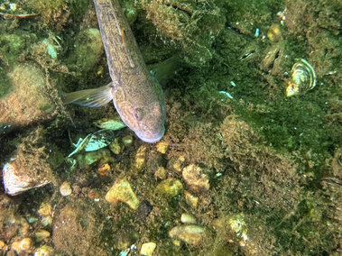 An aerial view of a round goby fish underwater
