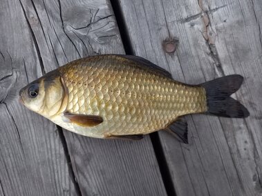 A prussian carp fish