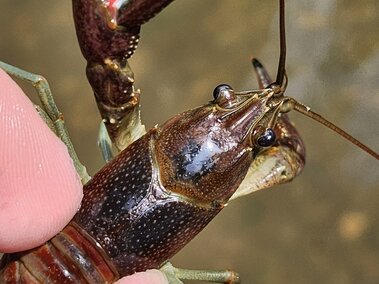 A closeup of the top profile of a rusty crayfish